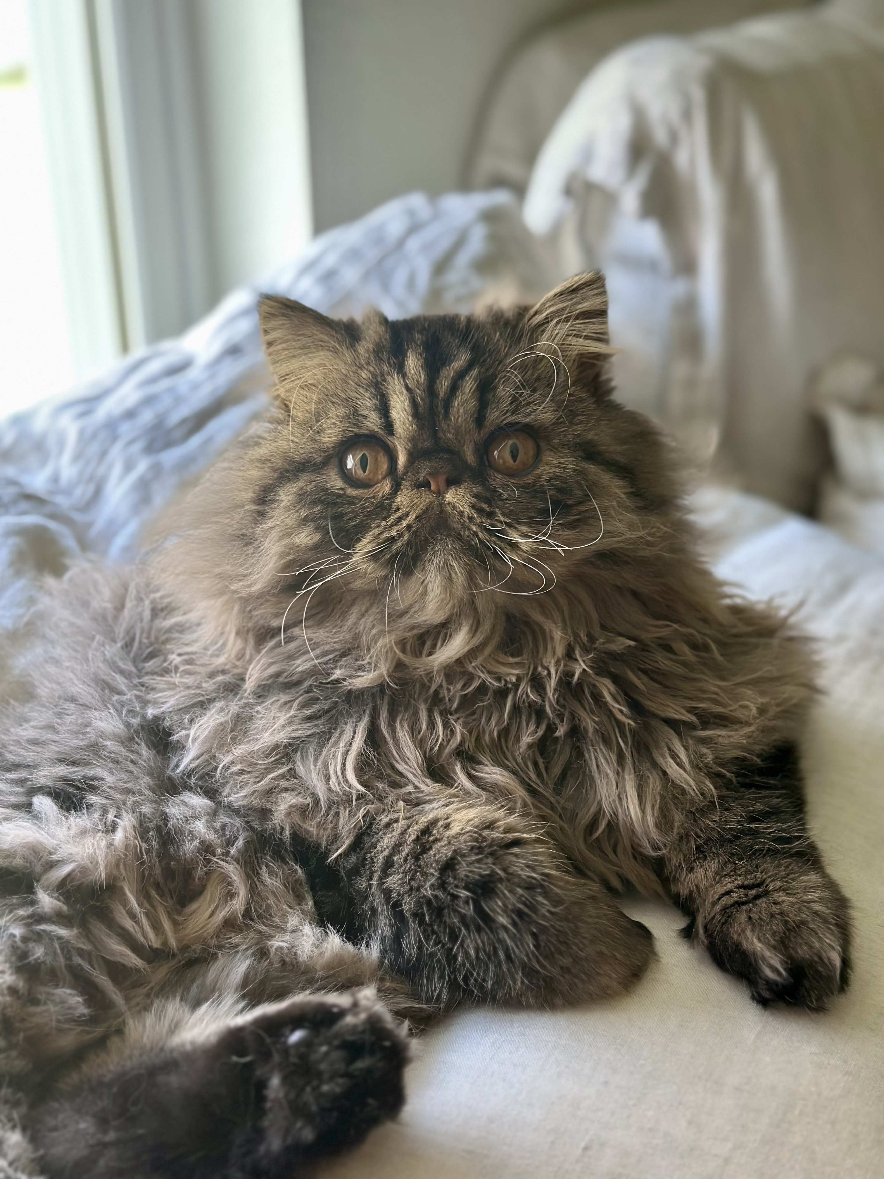 Mr. Mozart aka Mr. Mo